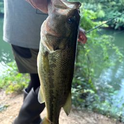 ラージマウスバス