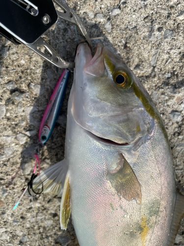 ショゴの釣果