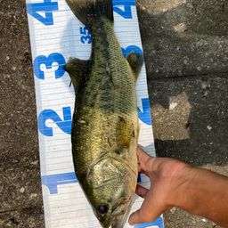 ラージマウスバス