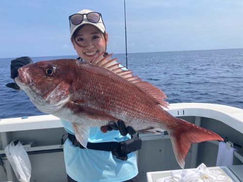 マダイの釣果