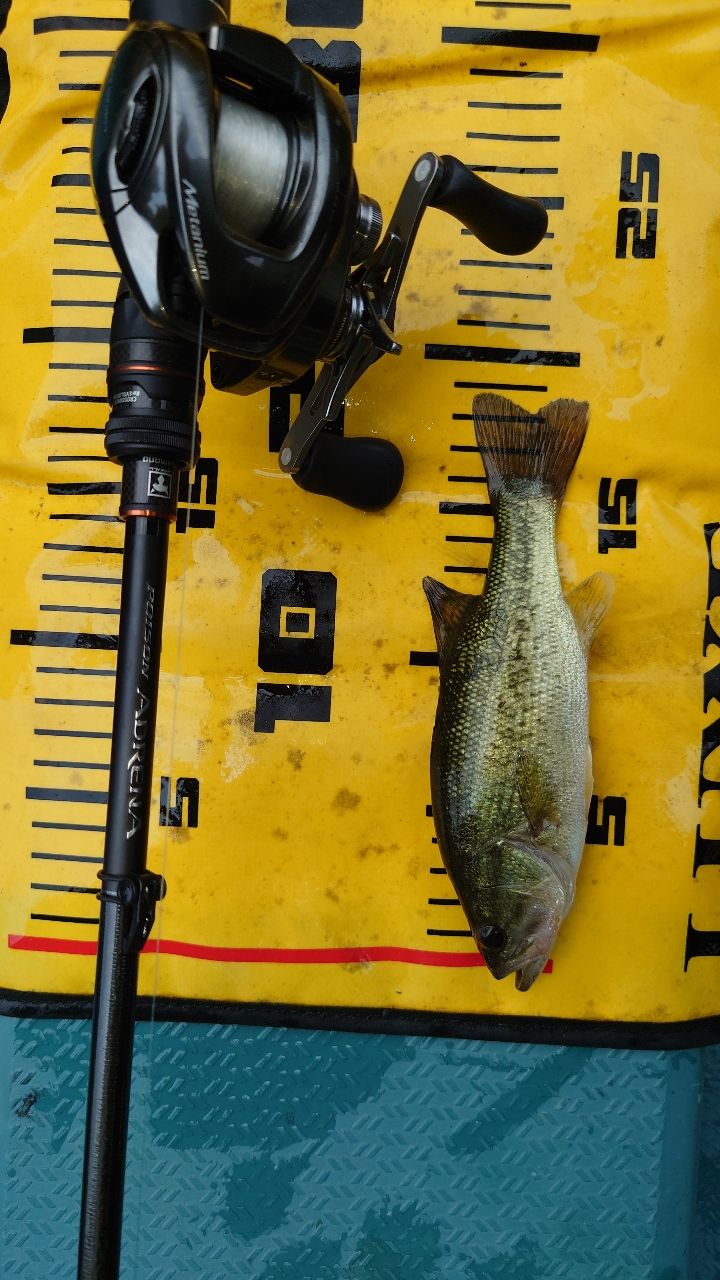 ラージマウスバス