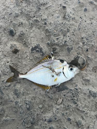 ヒイラギの釣果