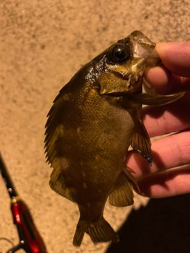 シロメバルの釣果