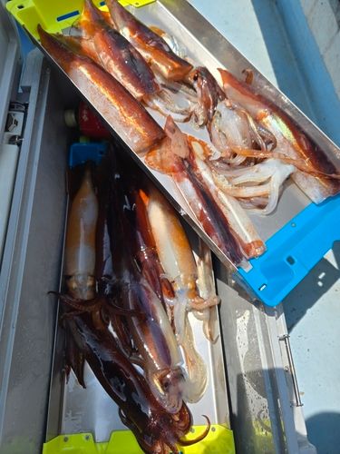 スルメイカの釣果