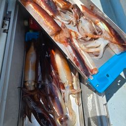 スルメイカ