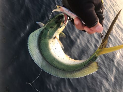 シイラの釣果