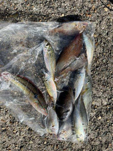 ベラの釣果