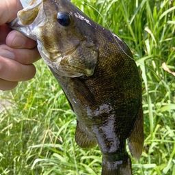 スモールマウスバス