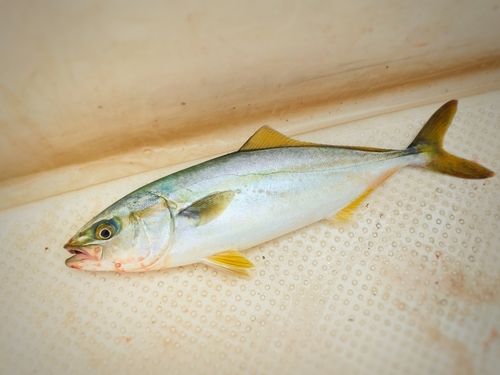 ワカシの釣果