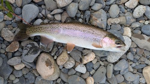 ニジマスの釣果