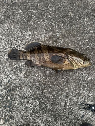 チャイロマルハタの釣果