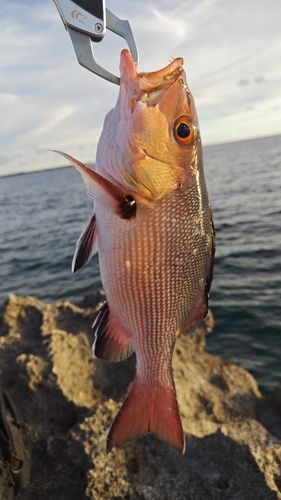 バラフエダイの釣果