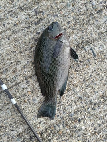 メジナの釣果