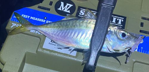 マアジの釣果