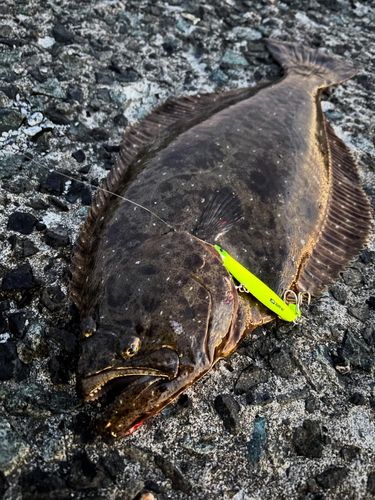 ヒラメの釣果
