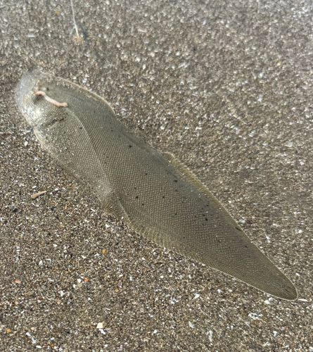 クロウシノシタの釣果