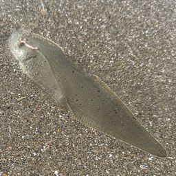 クロウシノシタ