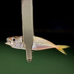 アジ
