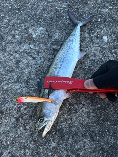 サゴシの釣果