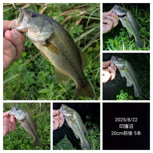 ブラックバスの釣果