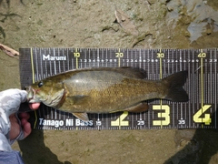スモールマウスバスの釣果