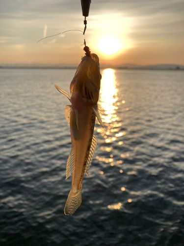 マハゼの釣果