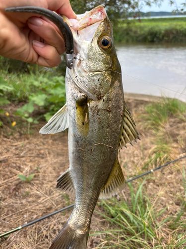 セッパ（マルスズキ）の釣果