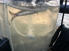 カタクチイワシの釣果