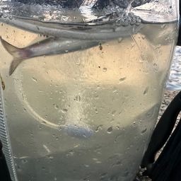 カタクチイワシ