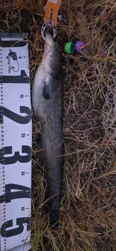 ニホンナマズの釣果