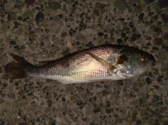 シログチの釣果