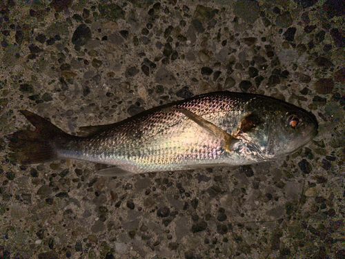 シログチの釣果