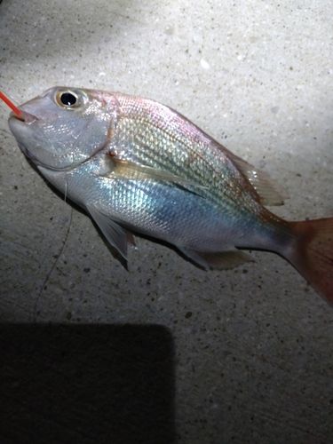 マダイの釣果