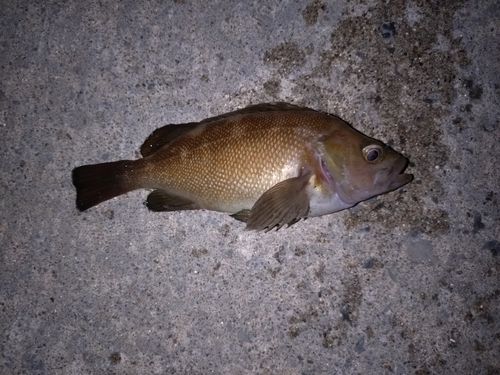 エゾメバルの釣果
