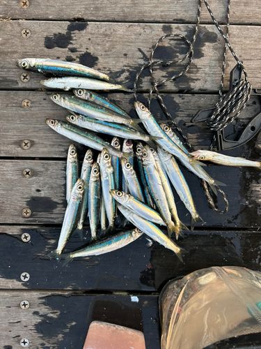 ウルメイワシの釣果