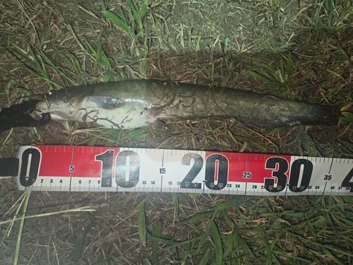 ナマズの釣果