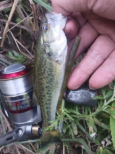 ラージマウスバスの釣果