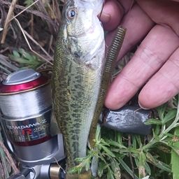 ラージマウスバス