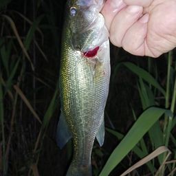 ラージマウスバス