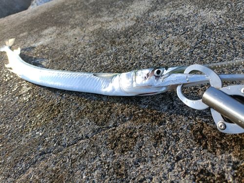 ダツの釣果