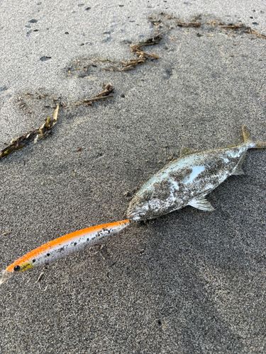 ワカシの釣果