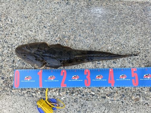 マゴチの釣果