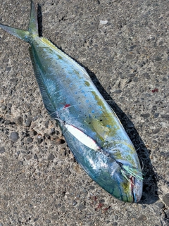 シイラの釣果