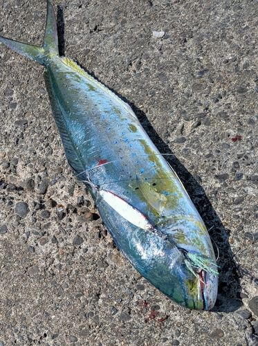 シイラの釣果
