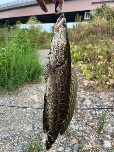 ライギョの釣果