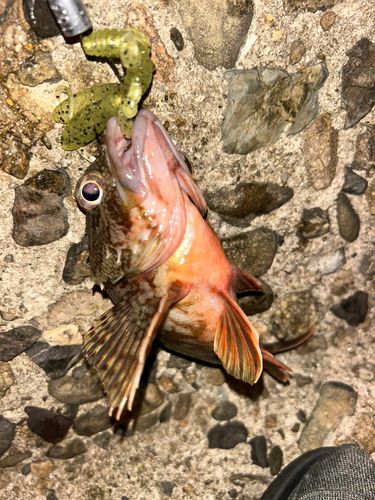 ガシラの釣果