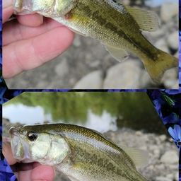 ラージマウスバス