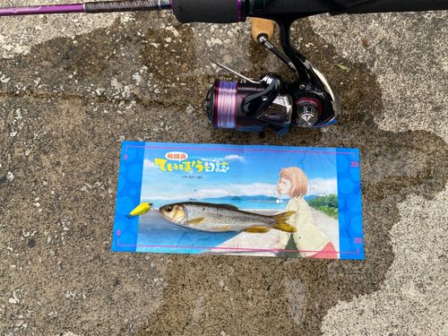 カワムツの釣果