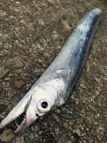タチウオの釣果