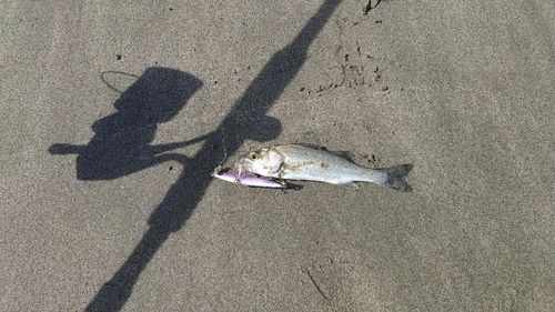 セイゴ（ヒラスズキ）の釣果